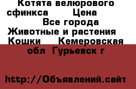 Котята велюрового сфинкса. .. › Цена ­ 15 000 - Все города Животные и растения » Кошки   . Кемеровская обл.,Гурьевск г.